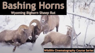 Exciting Bighorn Sheep Encounters