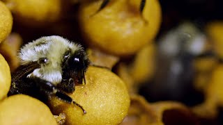 Newswise:Video Embedded the-secret-life-of-bumblebees