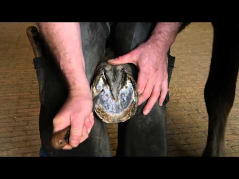 Werkman Hoofcare - Iceland Horses