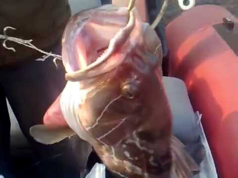 ψαρεμα συρτη βυθου....fishing Grouper 8,7kg together with my son Emilio