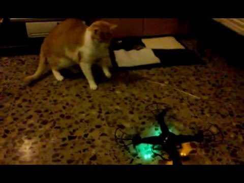 Fenix Cat - Drone (gatos graciosos 2016)
