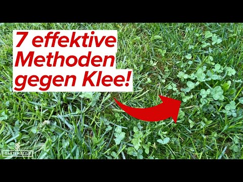 7 effektive Methoden gegen Klee im Rasen [so entfernst du ihn dauerhaft]