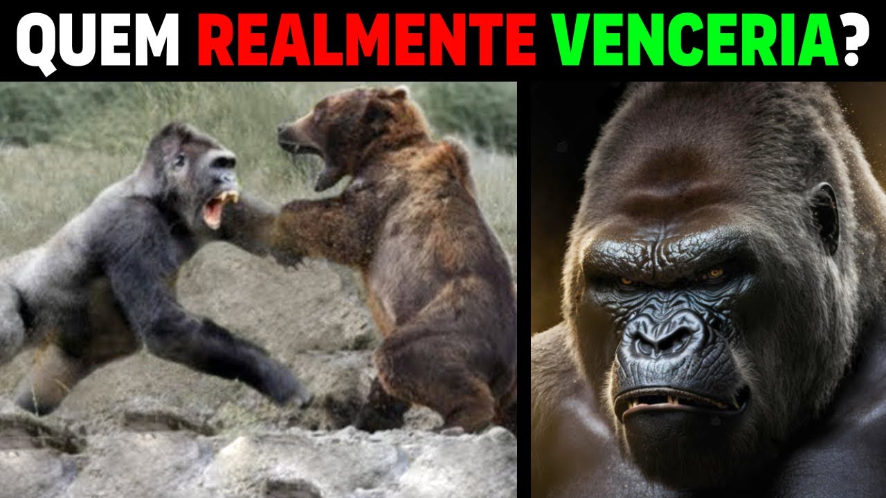 GORILA vs URSO PARDO -  Quem Realmente Venceria?