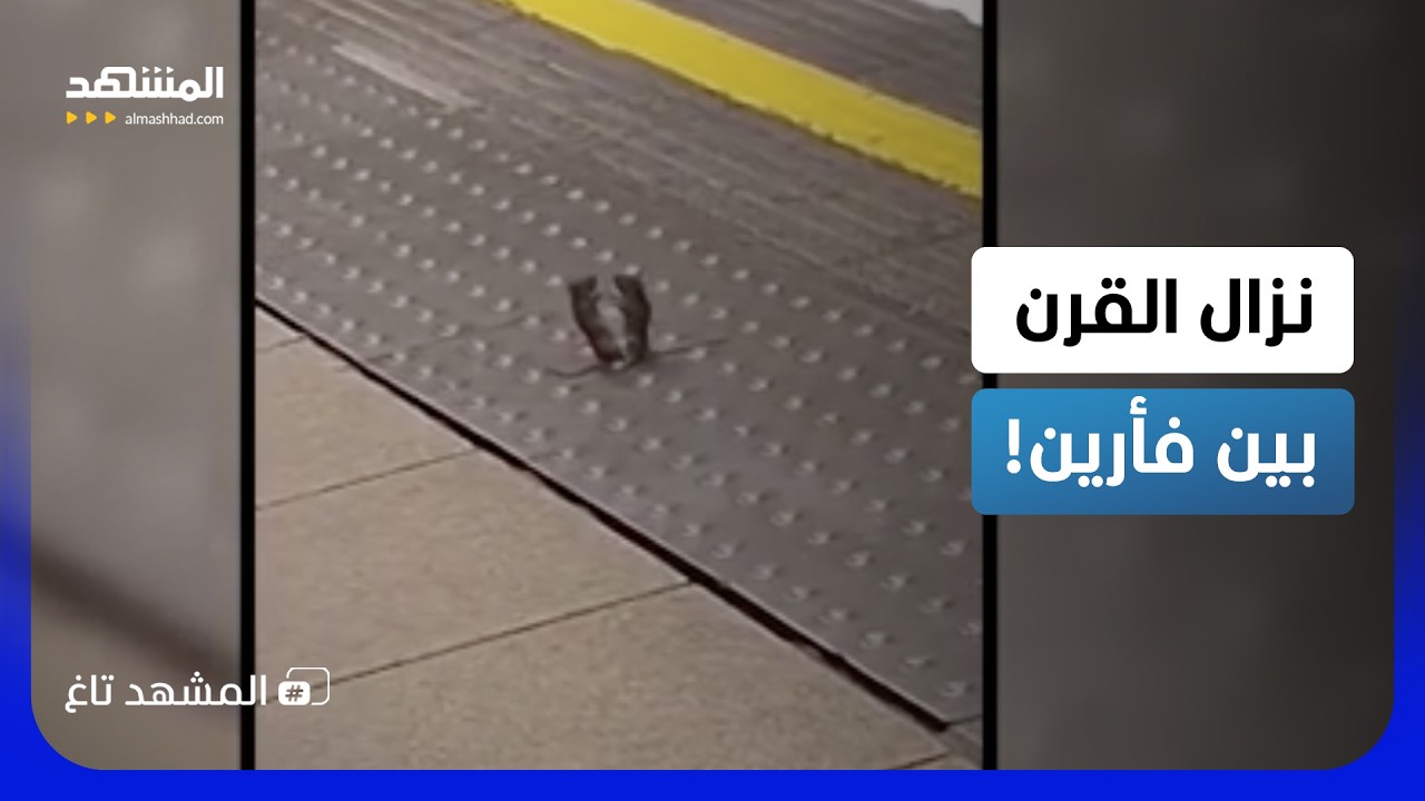ملاكمة طريفة في لندن.. فأران يتقاتلان والركاب يشجعون! - المشهد تاغ