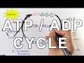 Mechanism of  ATP/ADP Cycle