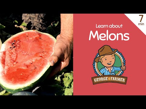 Melons with George the Farmer