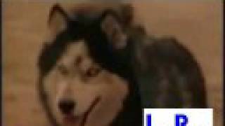 Un Lobo Domesticado - Valentin Elizalde †.