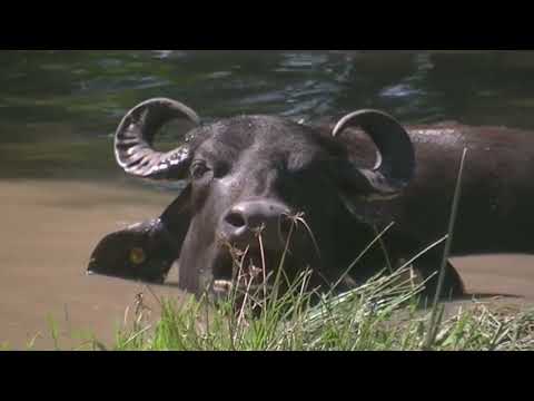 Un tambo y búfalos Esperanza Santa Fe Argentina 2026