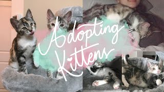 I ADOPTED KITTENS :) | Vlog