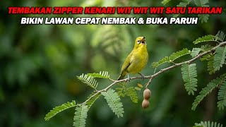 Download lagu PANCINGAN PLECI NEMBAK ZIPPER KENARI WIT WIT WIT TULIT SATU TARIKAN , BIKIN LAWAN CEPAT BUKPAR mp3 Download lagu PANCINGAN PLECI NEMBAK ZIPPER KENARI WIT WIT WIT TULIT SATU TARIKAN , BIKIN LAWAN CEPAT BUKPAR mp3