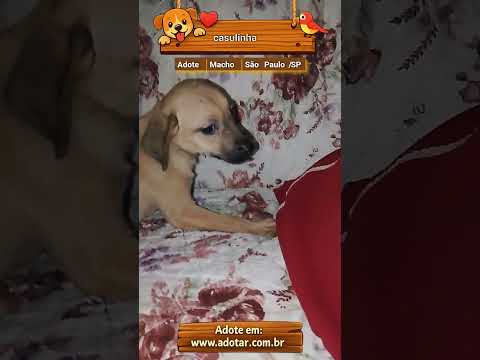 Vídeo de casulinha
