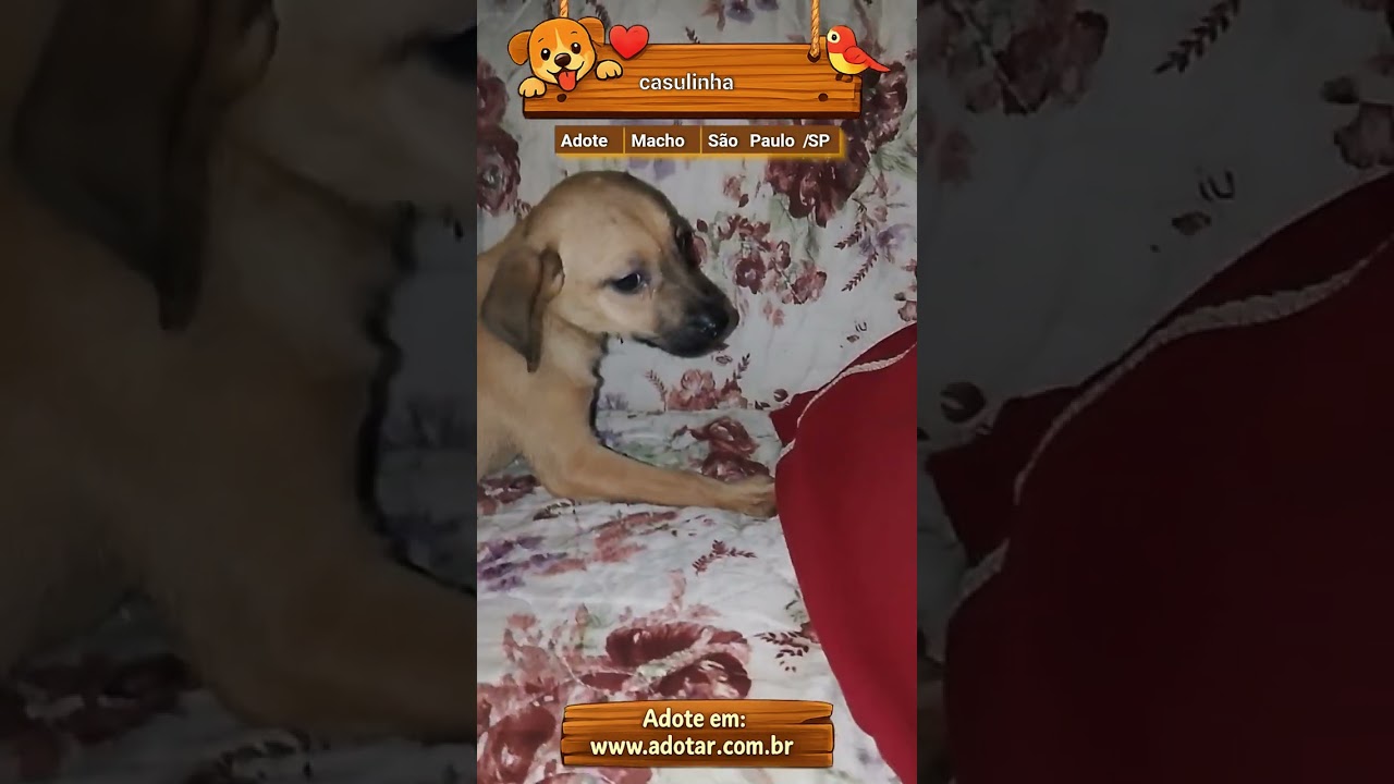 Cachorro raça SRD-ViraLata idade 2 a 6 meses nome casulinha