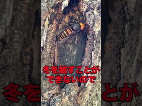 Scelipron caementarium、石工ハチは南部とコルシカ島でよく見られます