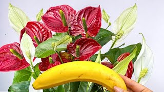 🔥👍 Beeindruckendes Ergebnis! Top 3 der besten natürlichen Düngemittel für alle Zimmerblumen