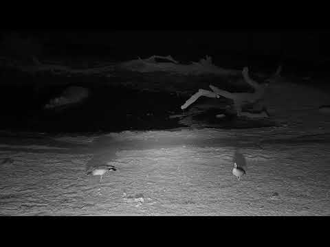 Djuma: Egyptian Goose pair - 00:28 - 10/19/19