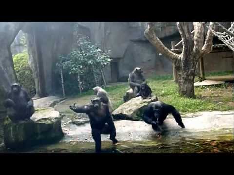 В зоопарке Барселоны 