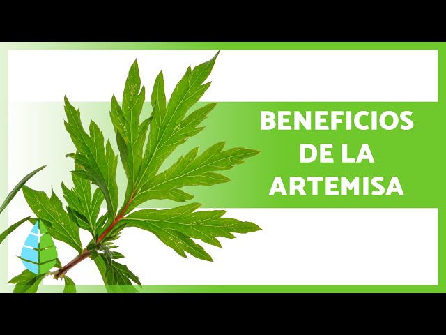 Vídeo relacionado con Artemisa común (Artemisia vulgaris) hierba con flores Tintura Madre sin alcohol Naturalma - Extracto líquido gotas 120 ml - Complemento alimenticio - Vegano
