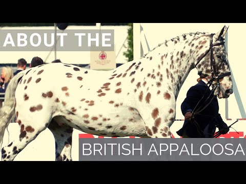, title : 'About the British Appaloosa | Horse Breeds |'