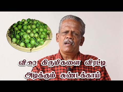 download lagu mp3 mp4 Sundakkai Health Benefits, download lagu Sundakkai Health Benefits gratis, unduh video klip Sundakkai Health Benefits