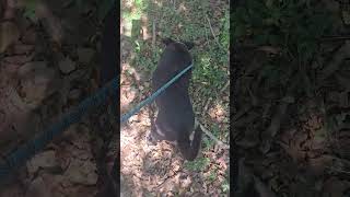 Video preview image #1 American Staffordshire Terrier-Unknown Mix Puppy For Sale in Jackson, MS, USA