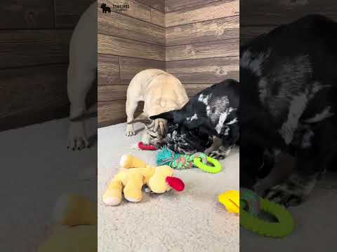 Video 3