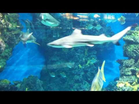 Haiane i akvariet i Barcelona