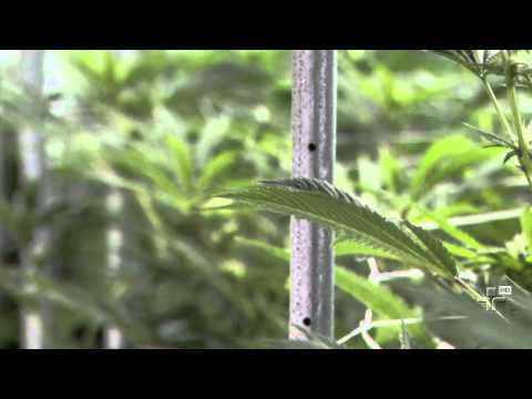 Legalization of marijuana for medicinal purposes becomes a global trend