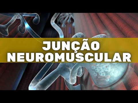 Neuromuscular Junction – Human Physiology