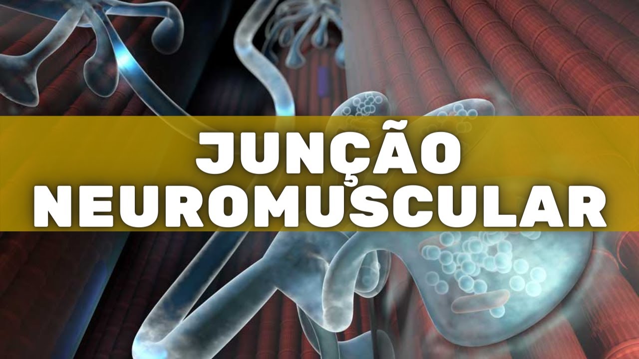 Junção neuromuscular – Fisiologia Humana