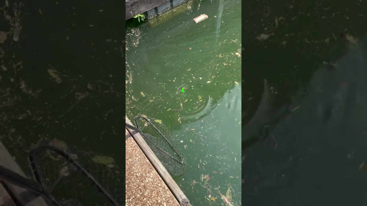 Huge Catfish!!!!! #bigfishvideos
