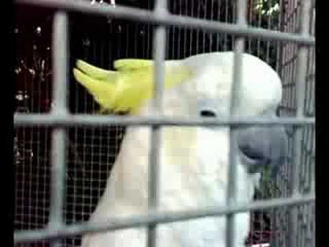 Wittumainen Papukaija osa 1. Cursing Cockatoo.