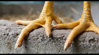 Chicken Bumblefoot - What is it?  Popping