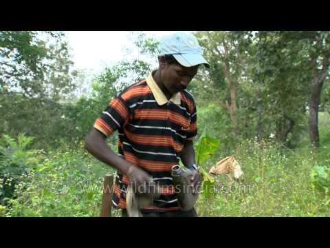 Pesticide helps tribals protect their tree house from termites in India