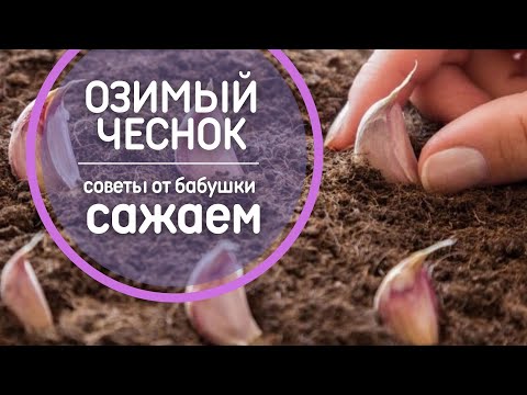 , title : 'Тонкости посадки чеснока осенью 🌱 Сажаем правильно! Инструкция по посадке озимого чеснока'