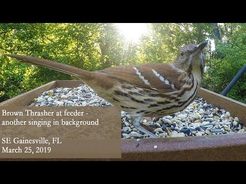 download lagu mp3 mp4 Thrasher Background, download mp3 Thrasher Background free download mp3, download mp3 Thrasher Background