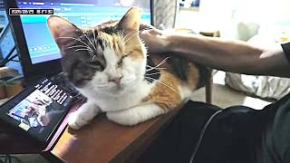 三毛猫フミちゃん  LIVE配信   2026年8月29日　calico cat　(LIVE stream)