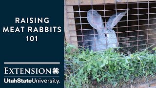 Raising Meat Rabbits 101