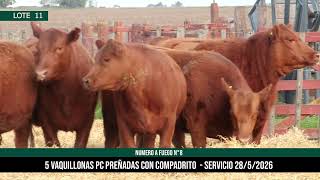 5 Vaquillonas PC Preñadas - Los Choles - Plaza Ganadera