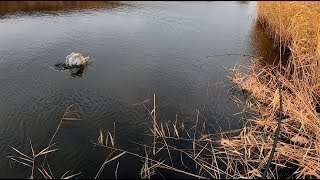 Ловля щуки на яме в ноябре