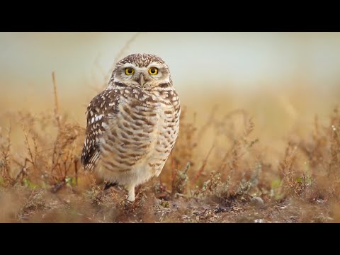 Relax with the Cornell Lab's 21 Favorite Bird Videos from 2024