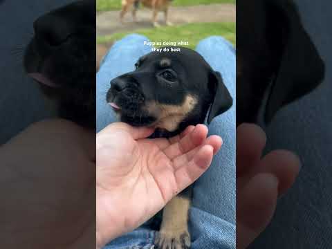 They have entered the age where they have to bite and chew on everything!😅