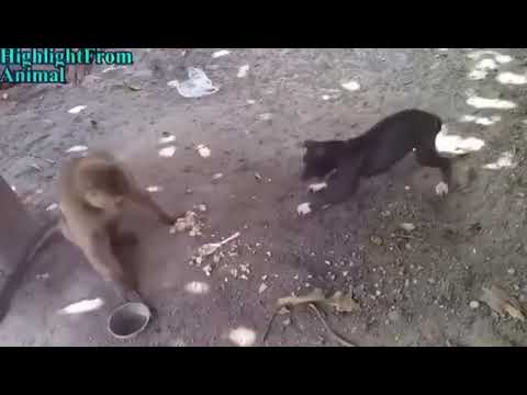 Very funny clip | funny compilation 2017| | must watch you don't stop your laughing|