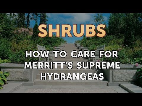 download lagu mp3 mp4 Merritts Supreme Hydrangea, download lagu Merritts Supreme Hydrangea gratis, unduh video klip Merritts Supreme Hydrangea