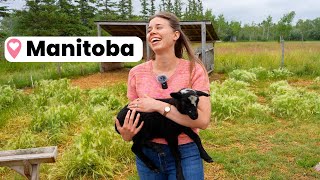 Revolutionizing the Wool Industry in Canada w/Long Way Homestead (Manitoba Vlog)