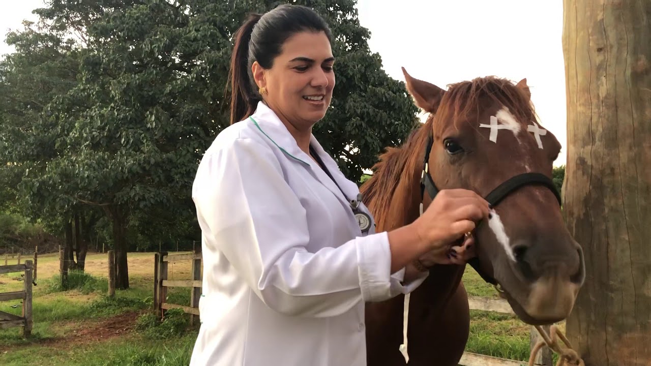 Semiologia Sistema Respiratório - Equinos parte I