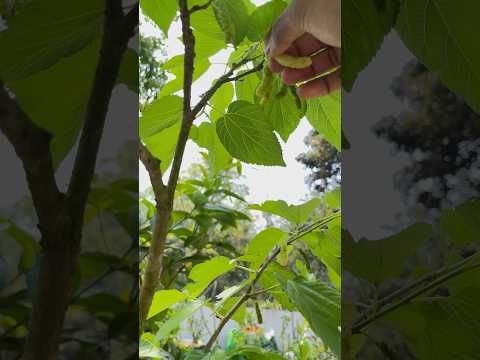 White long mulberry 🤤 extremely sweet | #mulberry
