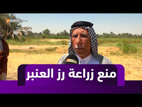 فيديو | النجف.. منع زراعة رز العنبر يثير غضب الفلاحين والتصحر يلوح بالأفق