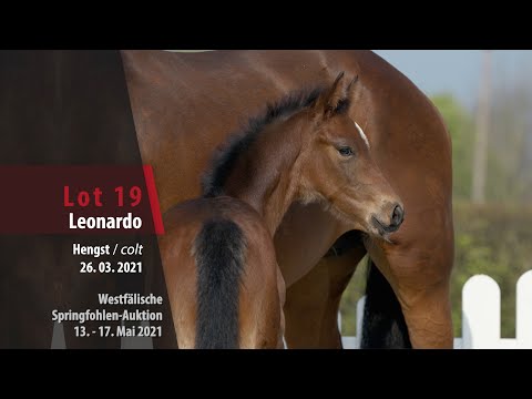 Springfohlen-Auktion 13. - 17. Mai Lot 19 Leonardo Hengst v. Liamant W VDL - Lordanos