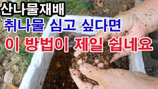 산나물 재배. 취나물 심고 재배하고 싶다면 이 방법이 제일 쉽네요.( 산나물 재배, 산나물 효능, 취나물 이…