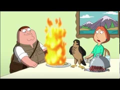 Peter's Falcon Xerxes